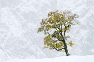 Berg-Ahorn (Acer pseudoplatanus), dahinder die Grubenkar-Wände